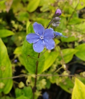 Omphalodes cappadocica 'Cherry Ingram'